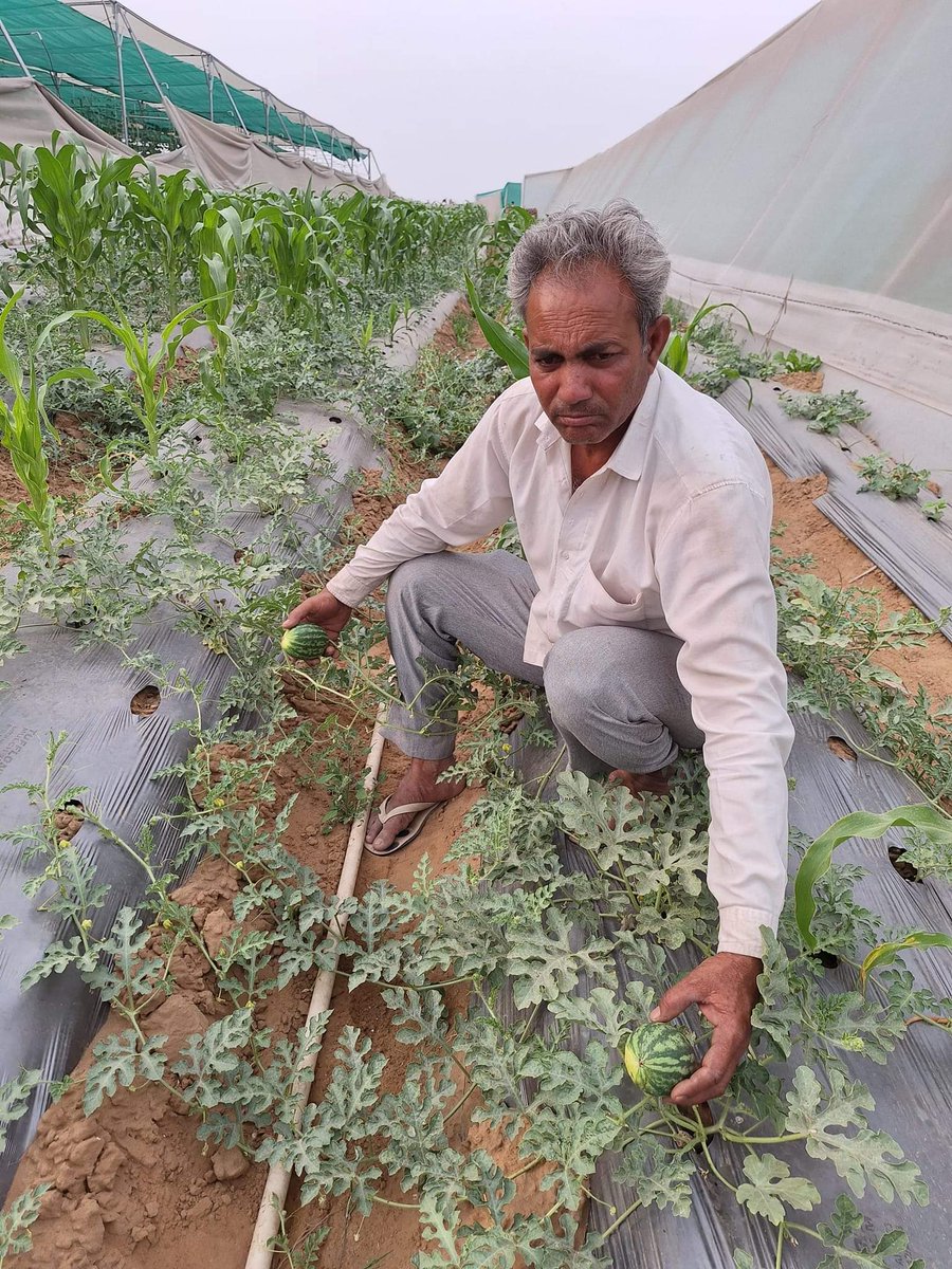 क्या आप बता सकते है किसान ने तरबूज के मध्य जो मक्का लगाई है उसके क्या लाभ हो सकते है @PintuPahadi