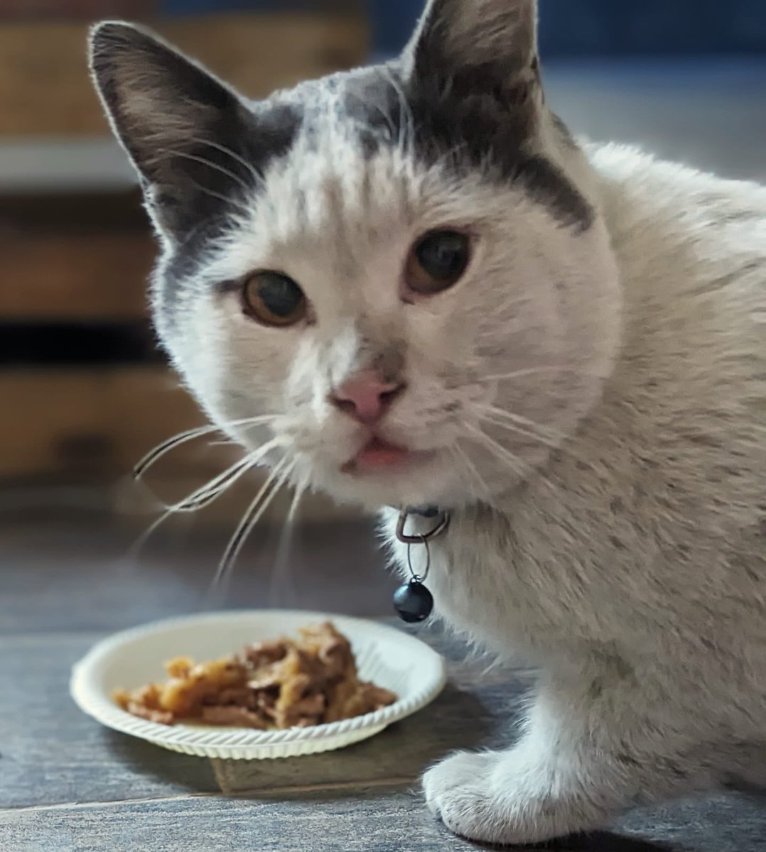 Nuestra pequeña gran alegría: Coqueto ya tiene adoptante! Gracias por adoptar un gatito adulto! 🥳🥳🥳🎉🎉🙏😀😀