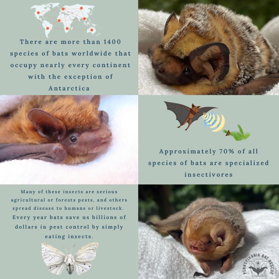 Happy International Bat Appreciation Day! 🐛 Bats play an essential role in pest control,pollinating plants and dispersing seeds Recent studies estimate that bats eat enough pests to save more than $1 billion per year in crop damage and pesticide costs in Us corn industry alone