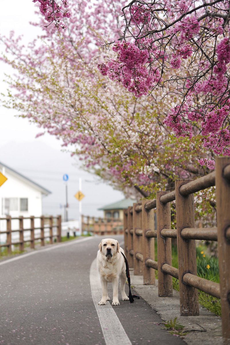 きょうも公園から自転車ひろばまでのあさんぽ。

途中の桜並木、まだまだきれいです。

#ラブラドールレトリバー
#犬のいる暮らし
#大型犬
#信州
#安曇野
#CherryBlossom 
#labradorretriever
#sonyzve10
#sigma56mmf14
