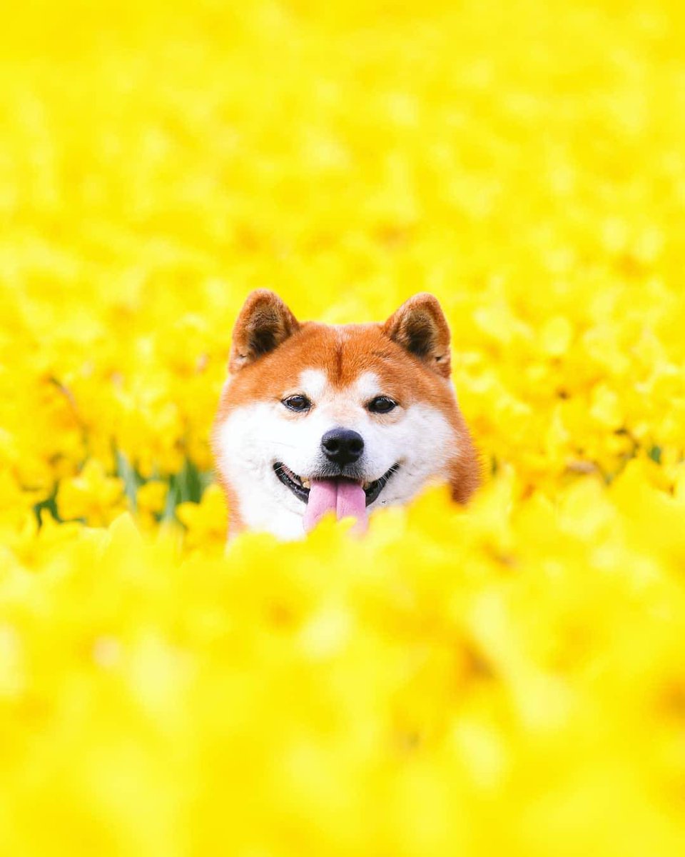 You got to love the Japanese Chiba Inu dog! 🐕💕 Discover the charm of this beloved breed. #ChibaInu #JapaneseDog #DogLovers #PetLove #AdorablePups #JapanPets #DogsofInstagram #FurryFriends #DogAppreciation #PetAdventures