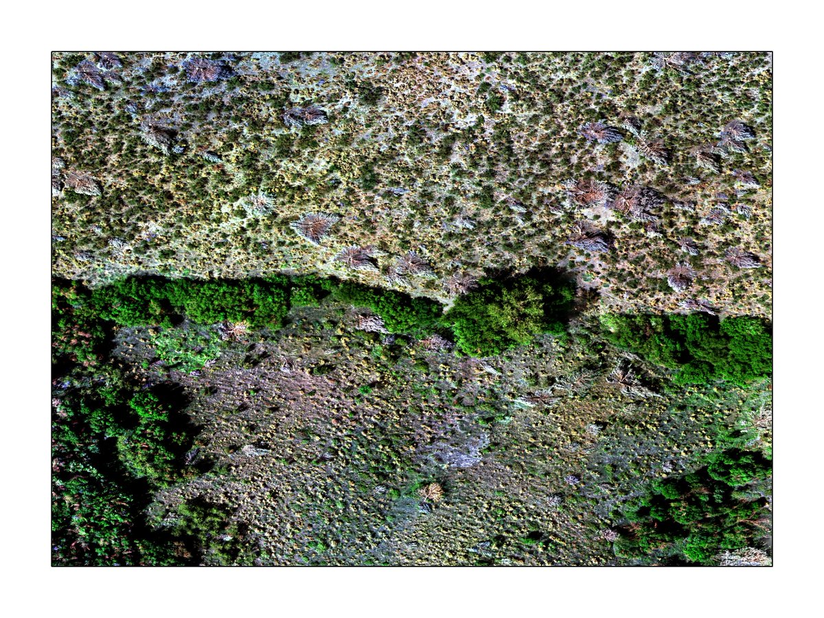 WildcatTao's tweet image. If you are interested in post-fire vegetation, runoff&amp;amp;erosion, please come to my lightning talk tomorrow! #FBF2024