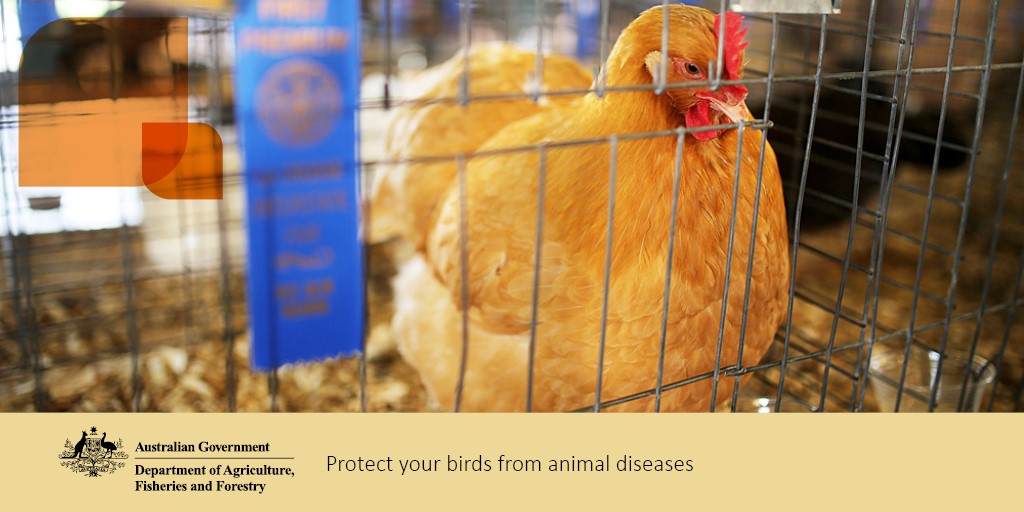 Don’t let 'Best In Show' become 'Rest In Peace'. 😢 🐓 Birds in bird shows mingle with other birds and can spread diseases like #birdflu. Once you get home from the show, quarantine your #birds just in case. Read more tips for bird show safety here: brnw.ch/21wIVmh