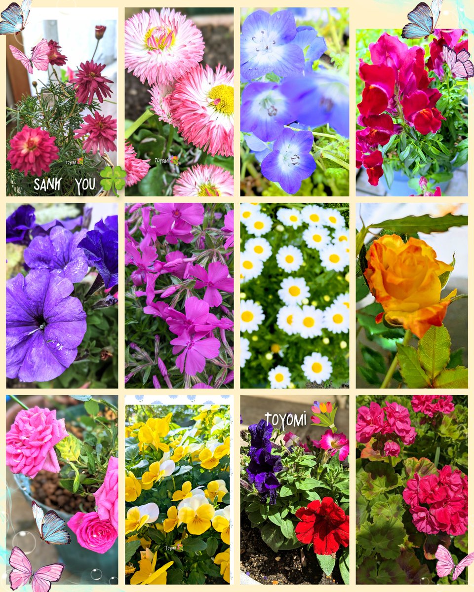 おは、こんにちは

庭の花のコラージュ💐💙♥️💛🤍
新しく迎えたミニ薔薇、デージー
マーガレット、ネモフィラ💐

我家の庭、まるで小さな花園みたい💐🍀
好きな言葉
うばい合えば足らぬ
　分け合えばあまる
　　相田みつお
#花写真
#TLを花でいっぱいにしよう

今日も笑顔の１日を🌷🌸
