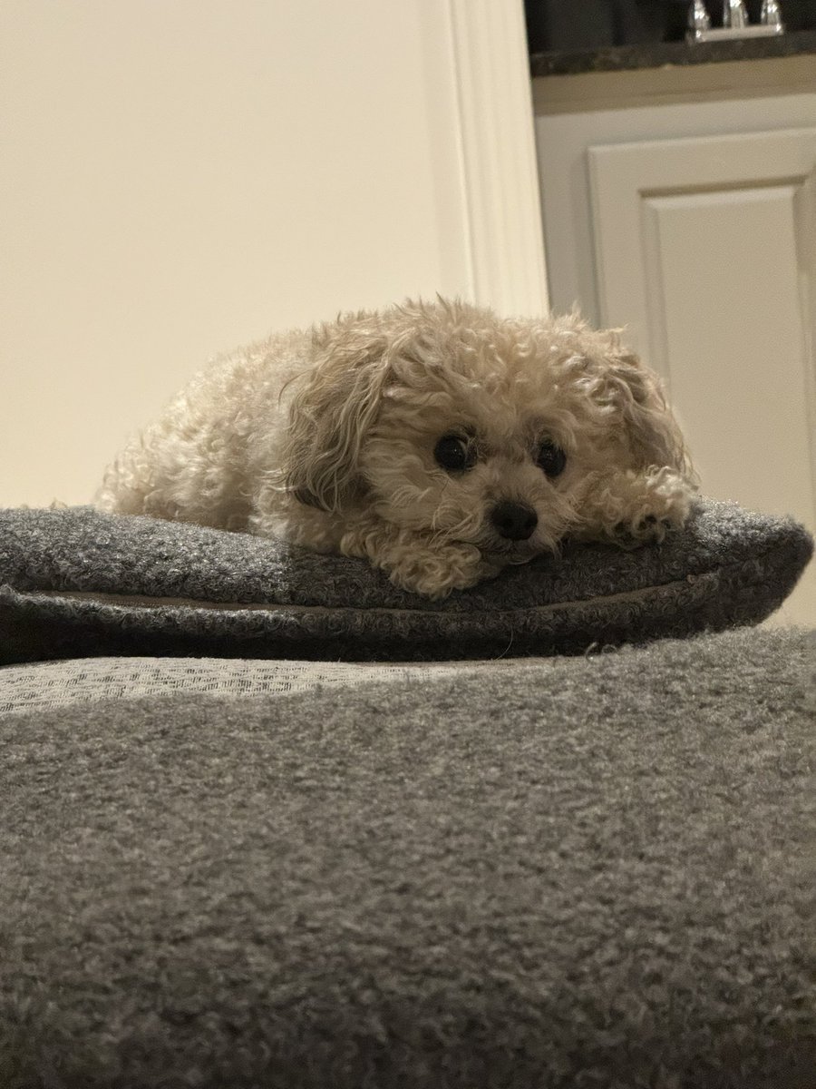Another way to un-people… Just dog. #littlemomentsofwin #maltipoo