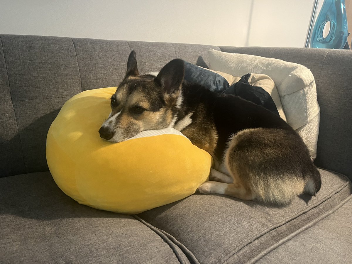 Toshi loves his @squishmallows friends #CorgiCrew