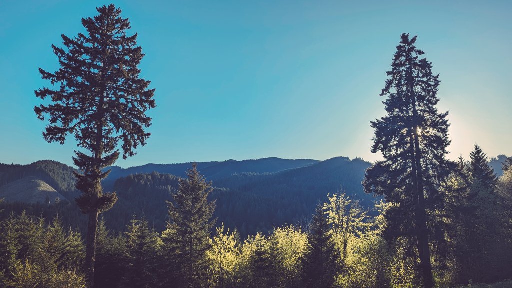 OregonSwineherd's tweet image. There's a new logging operation starting at the middle of the top ridge. 

This should be fun to watch!

#TimberUnity