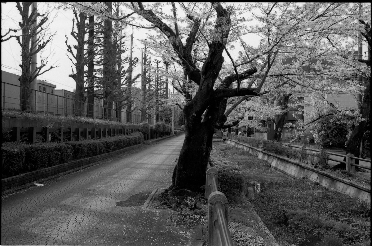 nozomui's tweet photo. @artlabo @kawauso_M 『ASTRUM A-2SH』で撮った桜の写真も。
モノクロフィルムでの桜撮り楽しいです。
#firstoftheroll
📷Pentax LX/SMC PENTAX-M35mmF2
#astrum #astrumfilm #アートラボ現像 https://t.co/BfFJc9t13n