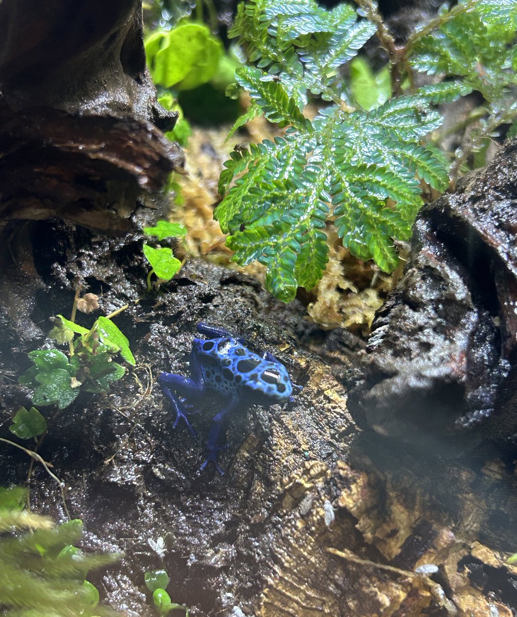 AsahiPython's tweet image. 良きかな。

#コバルトヤドクガエル #パルダリウム