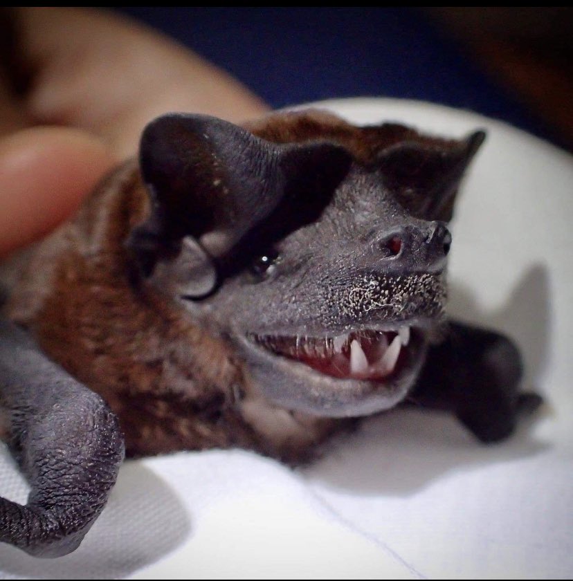 Glory2Snowstar's tweet photo. Happy #BatAppreciationDay to all my fellow Chiropteran enjoyers out there!!!!! They don’t tell you this, but it’s actually 365 days a year. Show them your own appreciation by setting up a bat box if ya can :)

As celebration here are 4 miscellaneous bat reaction images, enjoy! 🦇 https://t.co/H3qDoyDdOX