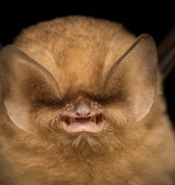 Glory2Snowstar's tweet photo. Happy #BatAppreciationDay to all my fellow Chiropteran enjoyers out there!!!!! They don’t tell you this, but it’s actually 365 days a year. Show them your own appreciation by setting up a bat box if ya can :)

As celebration here are 4 miscellaneous bat reaction images, enjoy! 🦇 https://t.co/H3qDoyDdOX