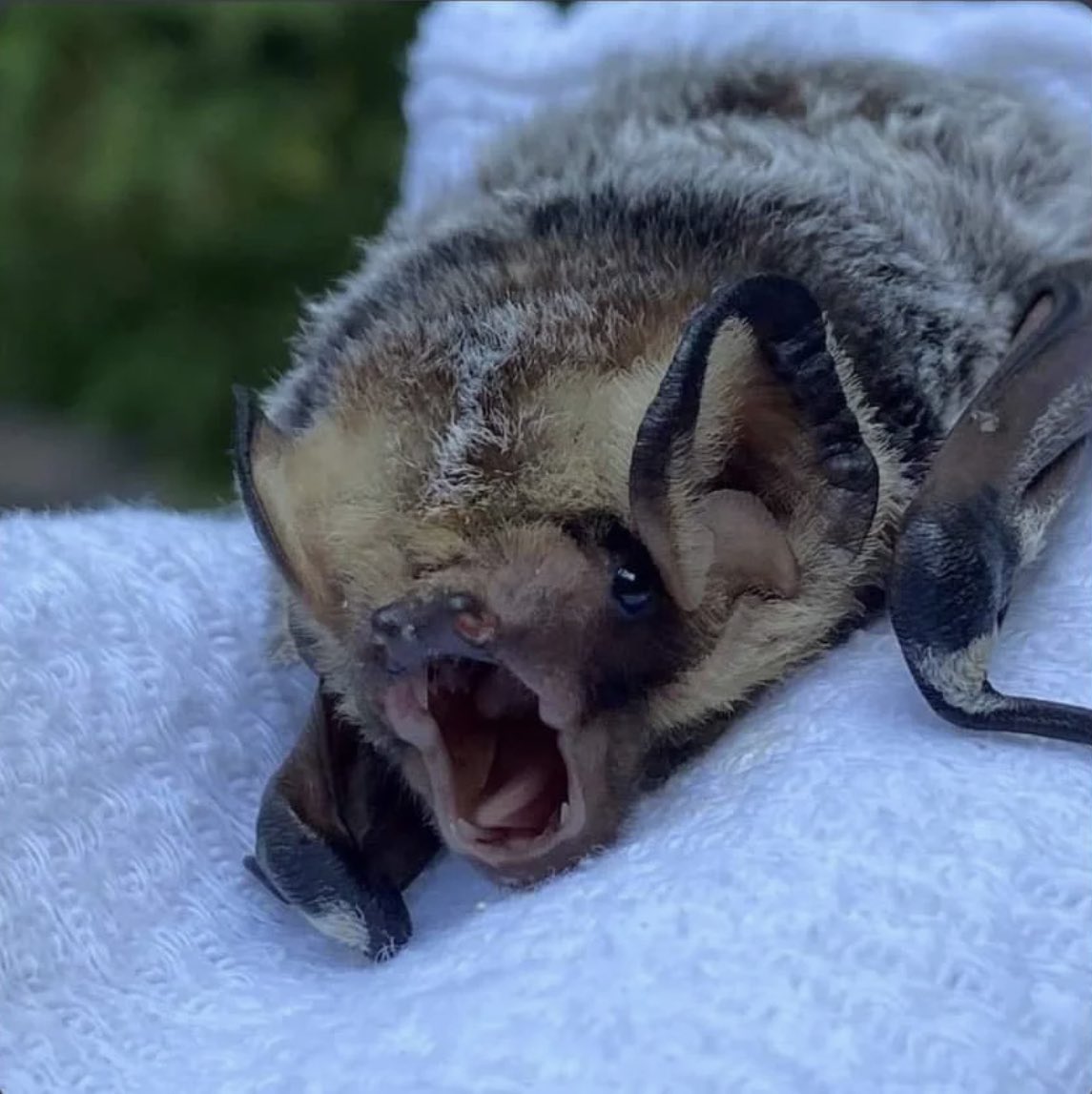 Glory2Snowstar's tweet photo. Happy #BatAppreciationDay to all my fellow Chiropteran enjoyers out there!!!!! They don’t tell you this, but it’s actually 365 days a year. Show them your own appreciation by setting up a bat box if ya can :)

As celebration here are 4 miscellaneous bat reaction images, enjoy! 🦇 https://t.co/H3qDoyDdOX