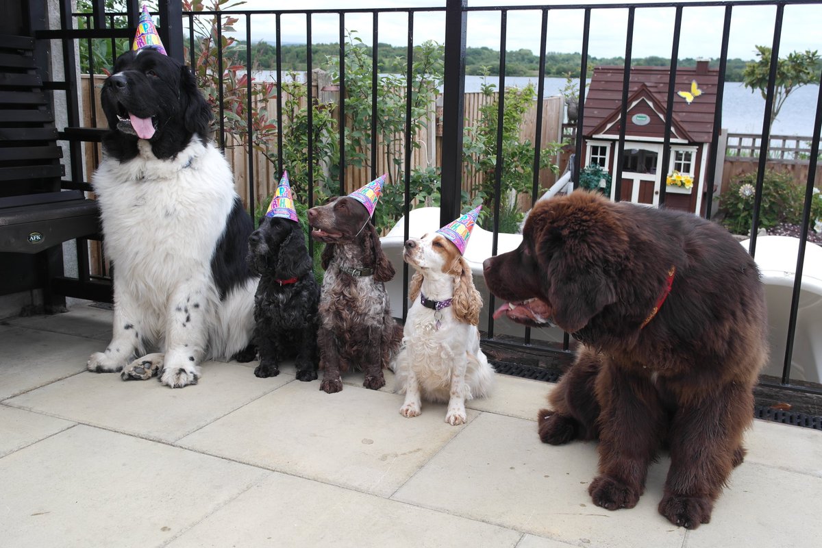 #ThrowbackThursday to when the pups were all celebrating Molly’s birthday…Guess who wouldn’t sit still and keep her hat on for the picture?