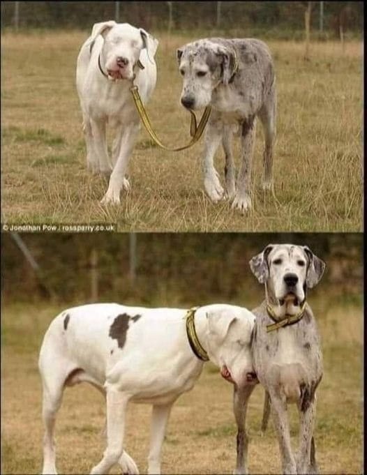 Great Photography 🥰❤️ His best friend and his eyes! Beautiful.