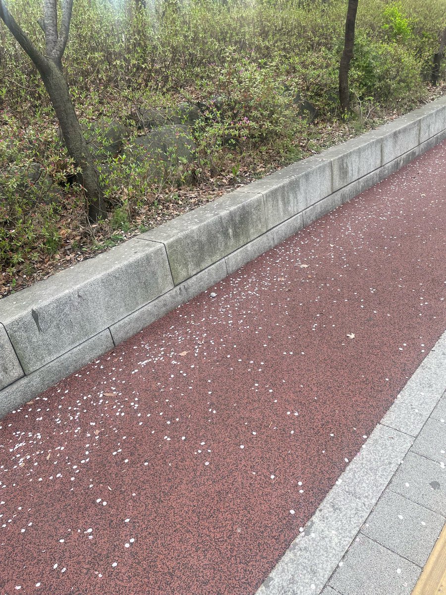 ori_bbl's tweet photo. 240404 🫧🐥📸

💬 The flowers called you is blooming...
💬 The meaning of cherry blossoms is midterm examㅋㅋㅋㅋㅋㅋㅋ
💬 I've graduated so^^❤ https://t.co/HnbUVA7PXC