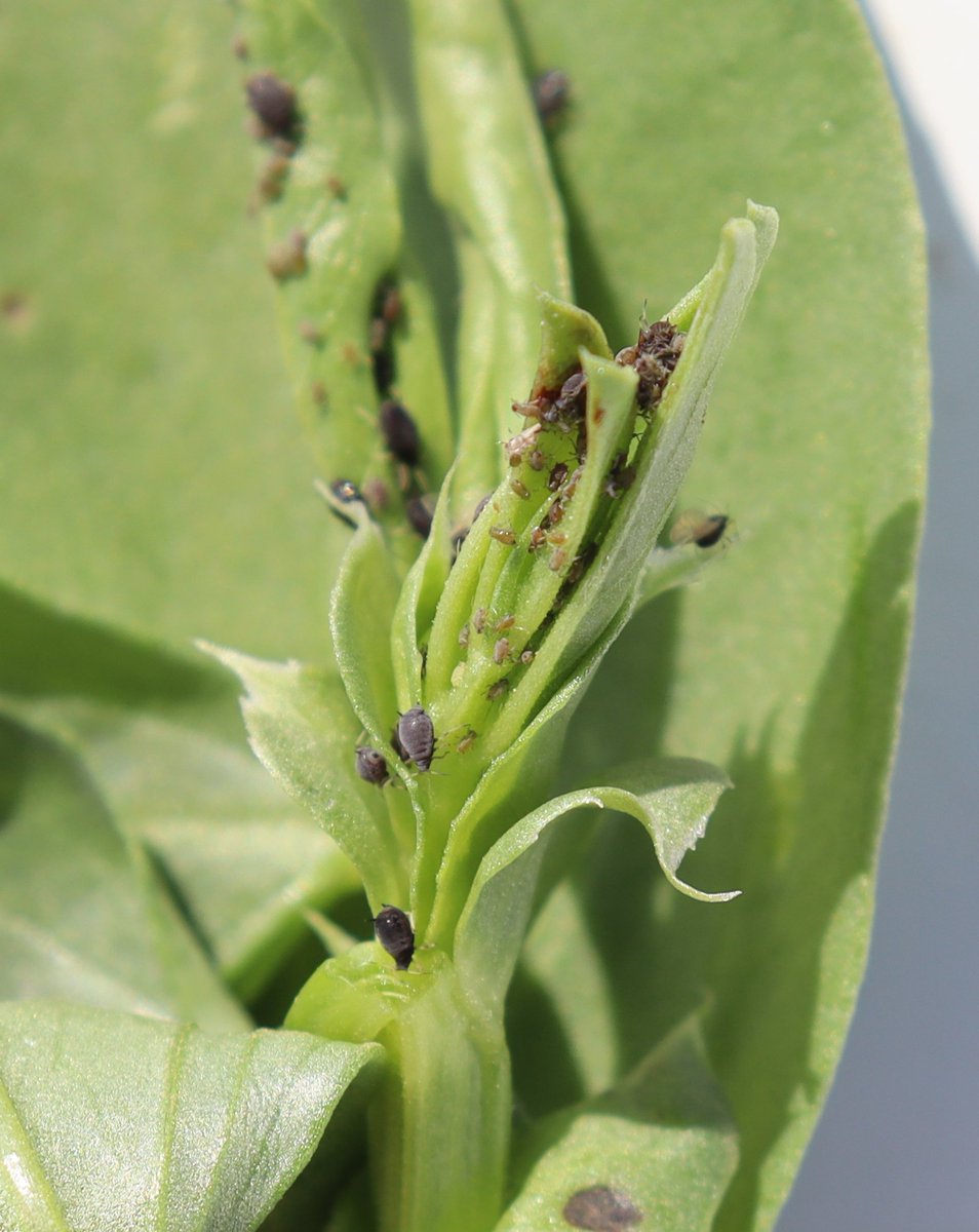 🪲Cowpea aphids in volunteer faba beans at Warren today.....

Need some more info, head over to the @nswdpi's 'Aphid management in pulse crops' guide ⬇️

dpi.nsw.gov.au/__data/assets/…

@NSWDPI_AGRONOMY @ZoricaDuric @GRDCNorth