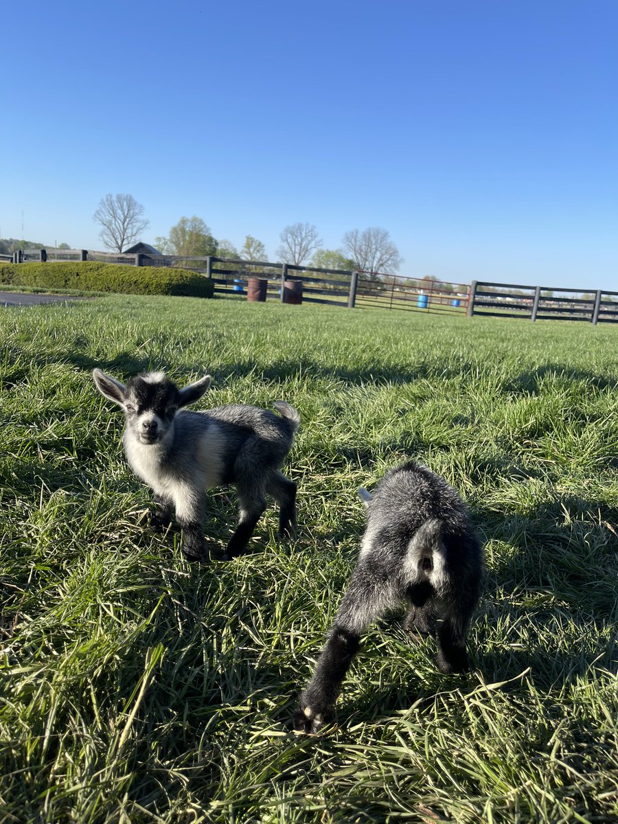 Meet our new Pygmy goats, Squirrelly and Smokey! They were born on the eclipse. Me and Elizabeth got them 3 days later! They have been a ton of fun so far and taking there 🍼🍼 like a champ 😃 #pygmy #pygmygoats #goat #GOATlife