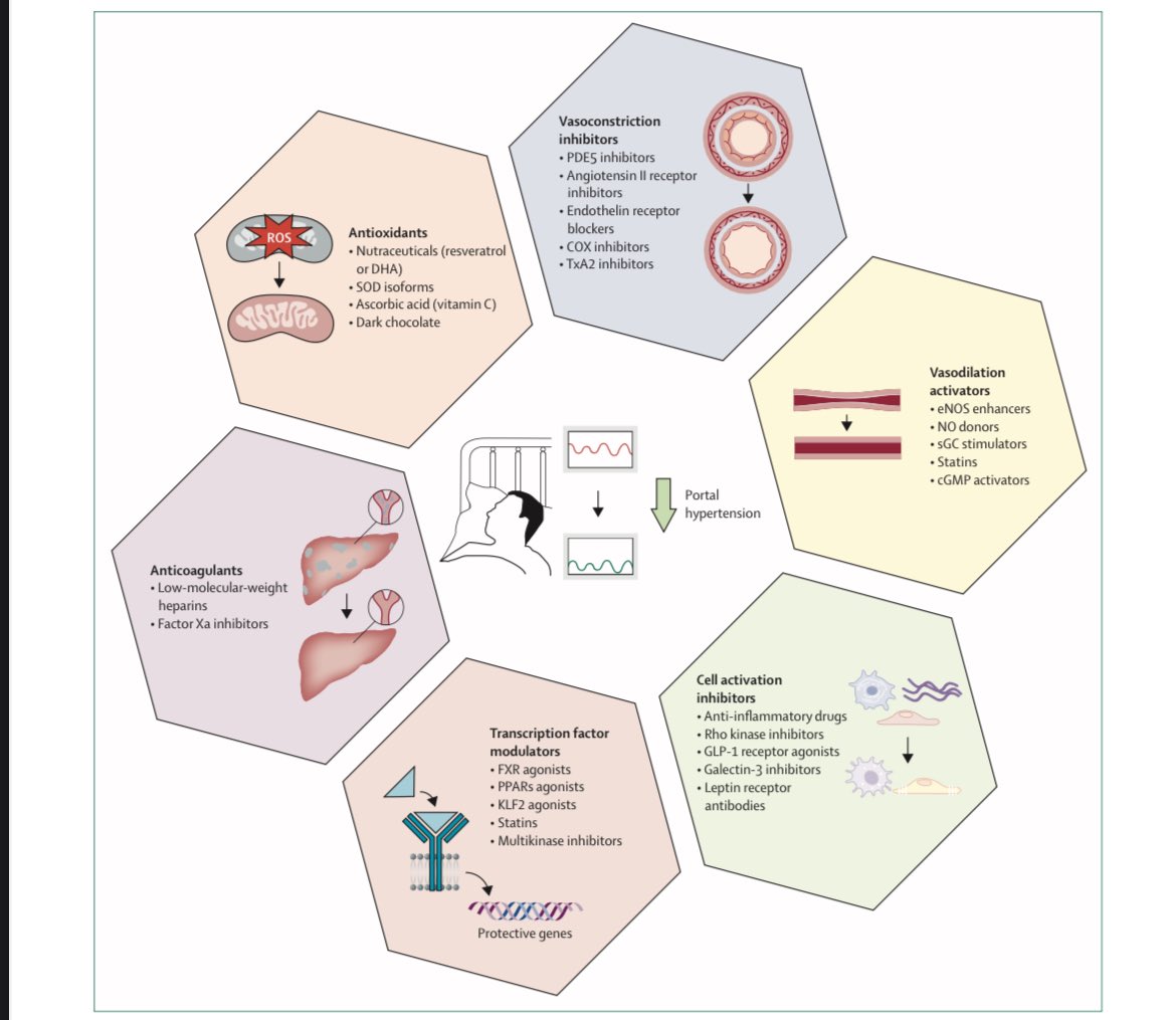 🔸What’s the pathophysiology of Portal Hypertension? 🔹Which therapeutic options are available or in the pipeline? 🔸Can we optimize the research in this field? ✅Answer these, and other, questions in our latest review now available @LancetGastroHep 🆓 authors.elsevier.com/a/1ixqA8nByr8u…