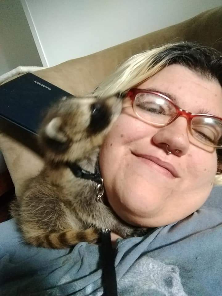 kattadashery's tweet photo. @ChaosPixieMagic As someone that used to share a bed with a raccoon, I cannot give safe advice 😅 https://t.co/iX4jlLRjMV