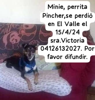 Se busca a Minie, el Valle - Caracas