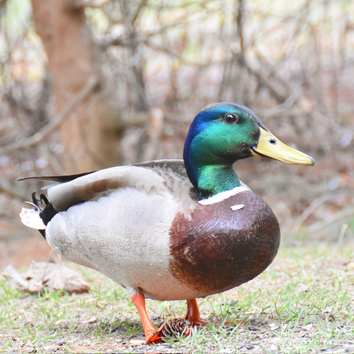 Wildlife in my backyard moment with a new quacky friend...✌😏💫🦆

#Duck #mallards #BirdsOfTwitter #wildlifephotography #WildlifeWednesday #wildlifebeauty #wildlifewisdom #NatureLover