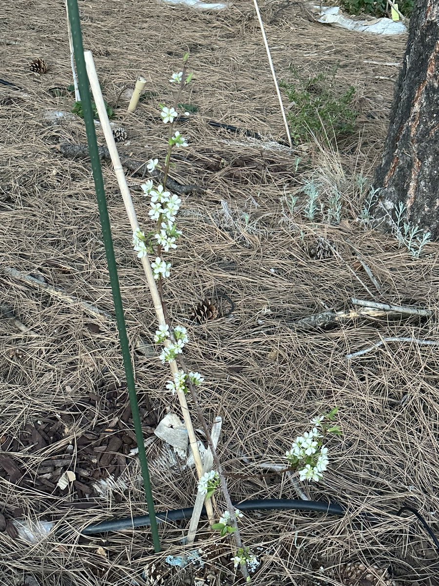 Fortapachefun's tweet image. Long John plum blossoms