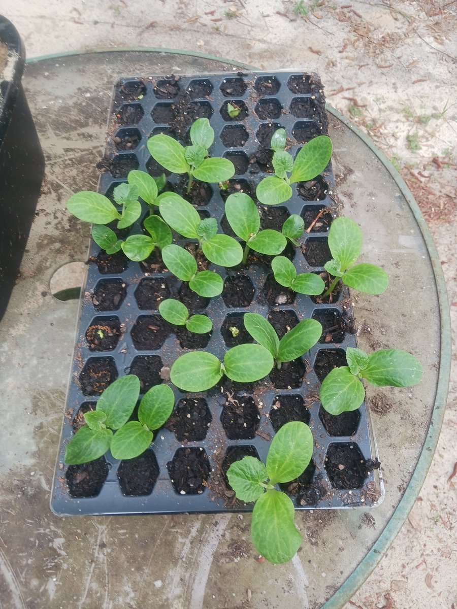 BurkeFiddy1's tweet photo. Cherokee Pumpkin update 4/17/24 https://t.co/u13YSQDl58