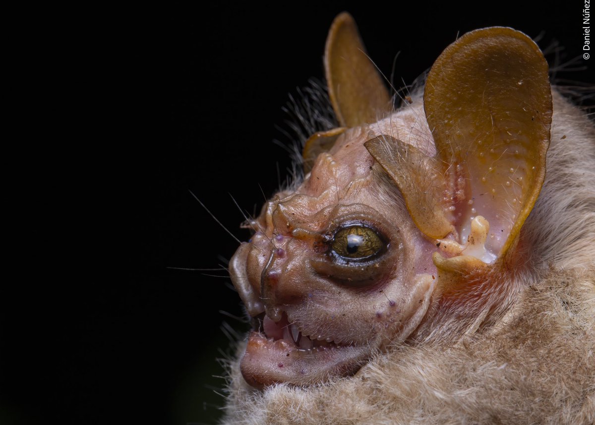 Hoy se celebra el Día de Apreciación de los Murciélagos #BatAppreciationDay 🦇🦇les dejo algunas fotos de un muestreo en la Selva de Calakmul 🇲🇽de estos seres tan increíbles e importantes. Fueron manipulados por científicos profesionales y con fines de muestreo científico*