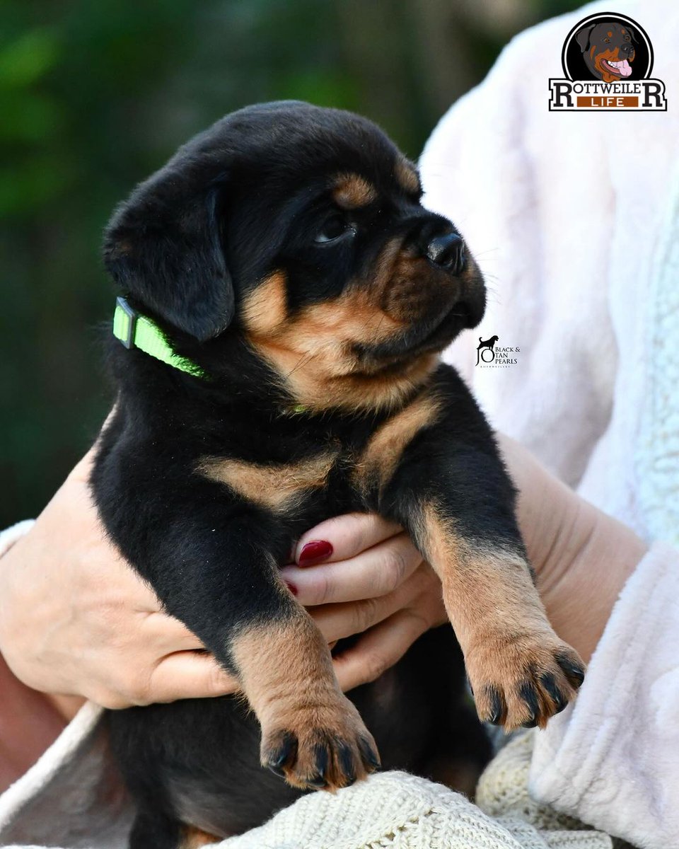 rottweilerlife tweet picture