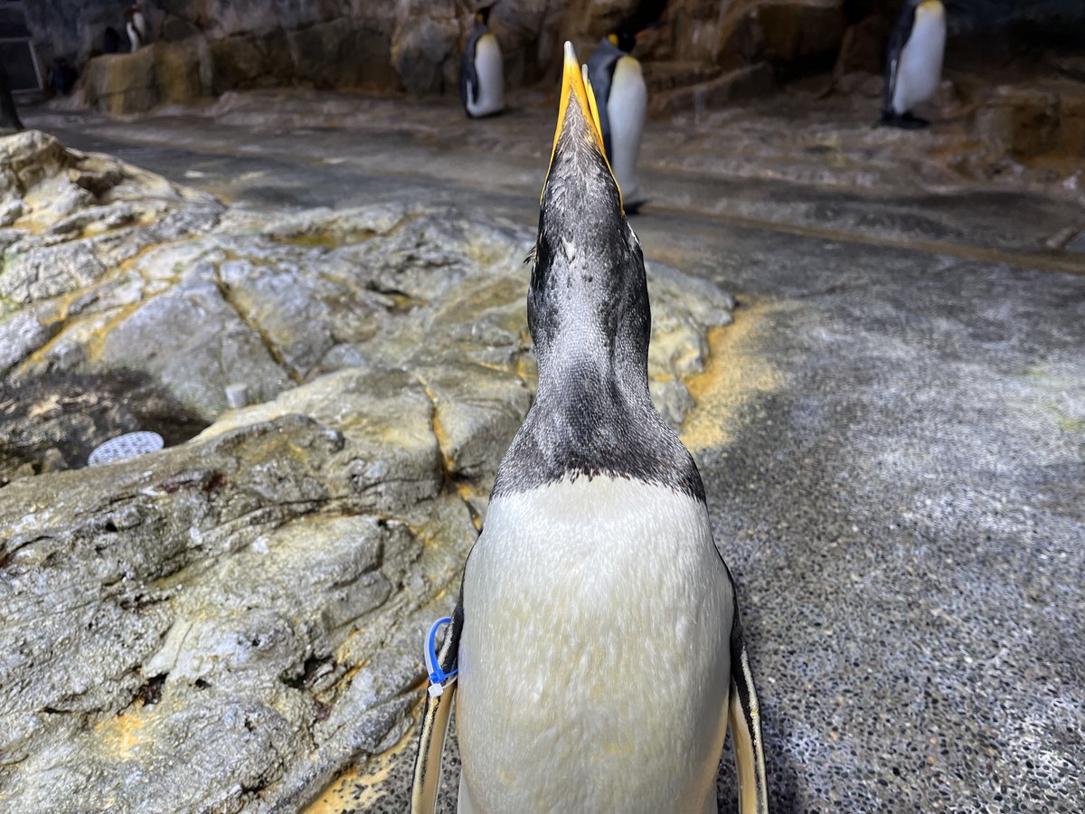 ィスプレイ中のジェンツーペンギンをパシャリ。いい姿勢で鳴きます！ #長崎ペンギン水族館　#ペンギン　#ジェンツーペンギン　#ディスプレイ