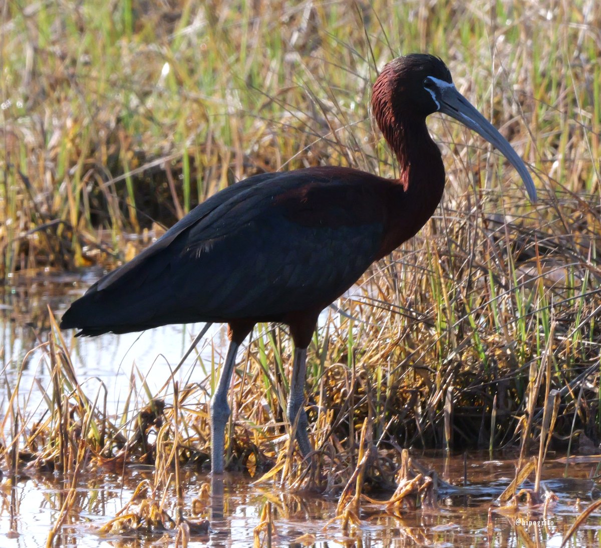 Glossy Ibis Long Island, NY #birds #birding #birdphotography #birdwatching