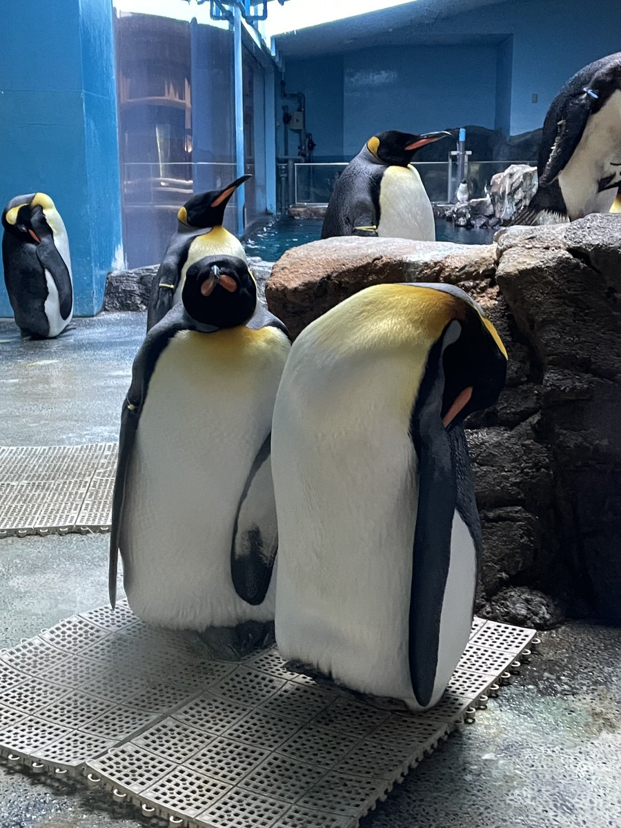 仲良く寄り添うキングペンギンのペアを撮影！左のオスにちょっと睨まれたかも… #長崎ペンギン水族館　#ペンギン　#キングペンギン　#penguin #aquarium #kingpenguin