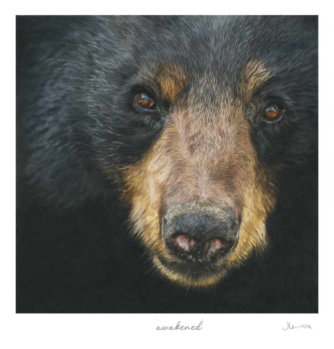 ‘Awakened’ 

I’ve finally put the pencils down on my Black Bear. I spent all afternoon going over and checking the values and details yesterday before signing it off. 

The original drawing is available to purchase, measuring 10x10” on watercolour paper.