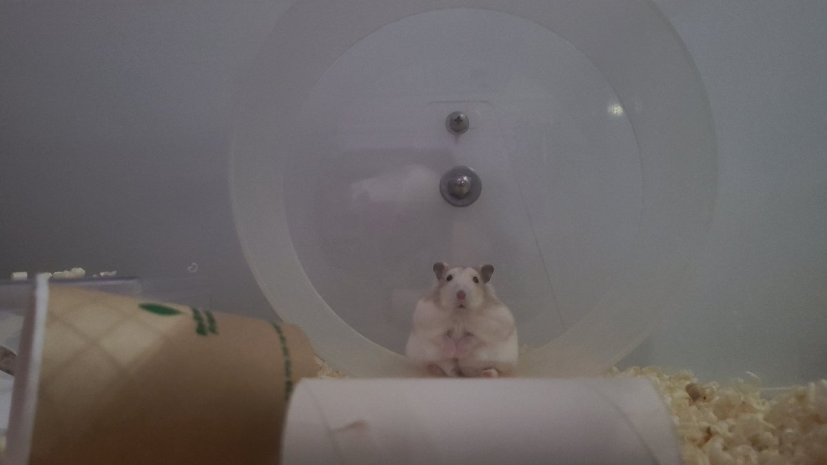ori_bbl's tweet photo. 💬 The hamster Sebin is raising, so cute, isn't it..? https://t.co/NM15aoMUN1