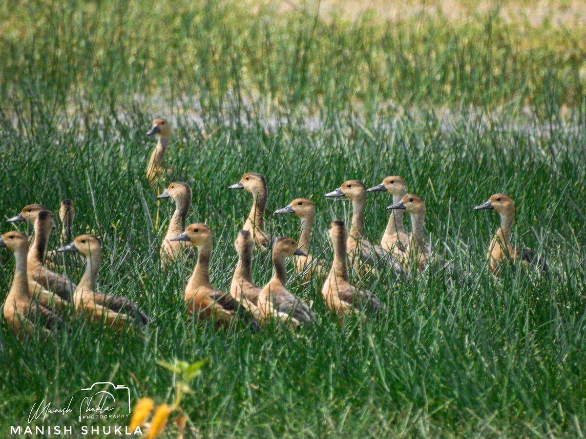 'Lesser whistling duck'
@MP_SWA
@WetlandsInt 
@wetland
@RamsarConv 
@DEFCCOfficial 
@MPTourism 
@MPSTDCofficial 
#BirdsSeenIn2024 
@Abhikhandekar1 
@ThakkarLokendra
