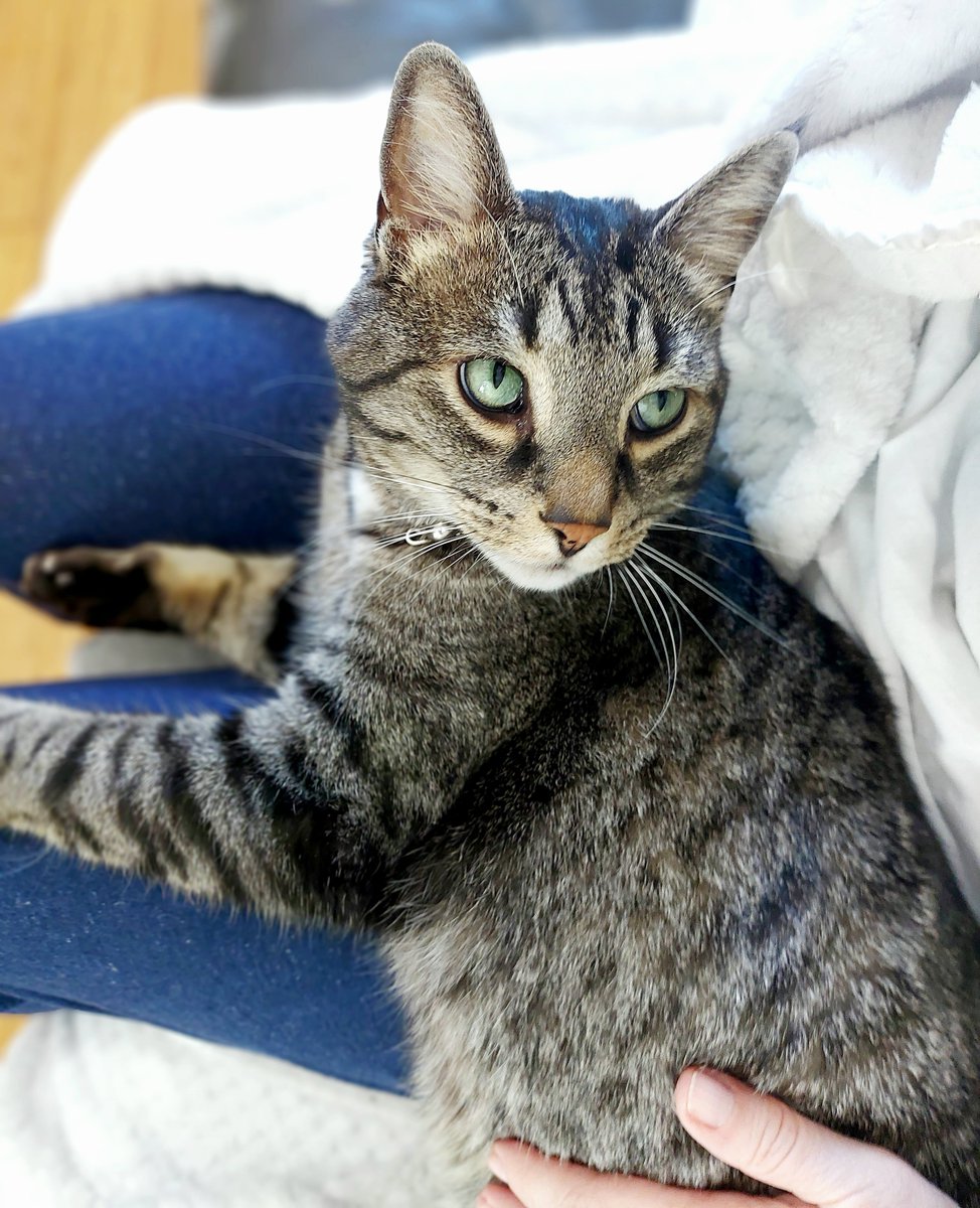 Mum, I really miss Dad while he's out working, so I'm very happy you're here with me 😽💞
#tabbycatsrule #tabbycats #wednesday #thursday #ThursdayThoughts #CatsofTwittter #CatsOnTwitter #CatsOfX #CatsOnX