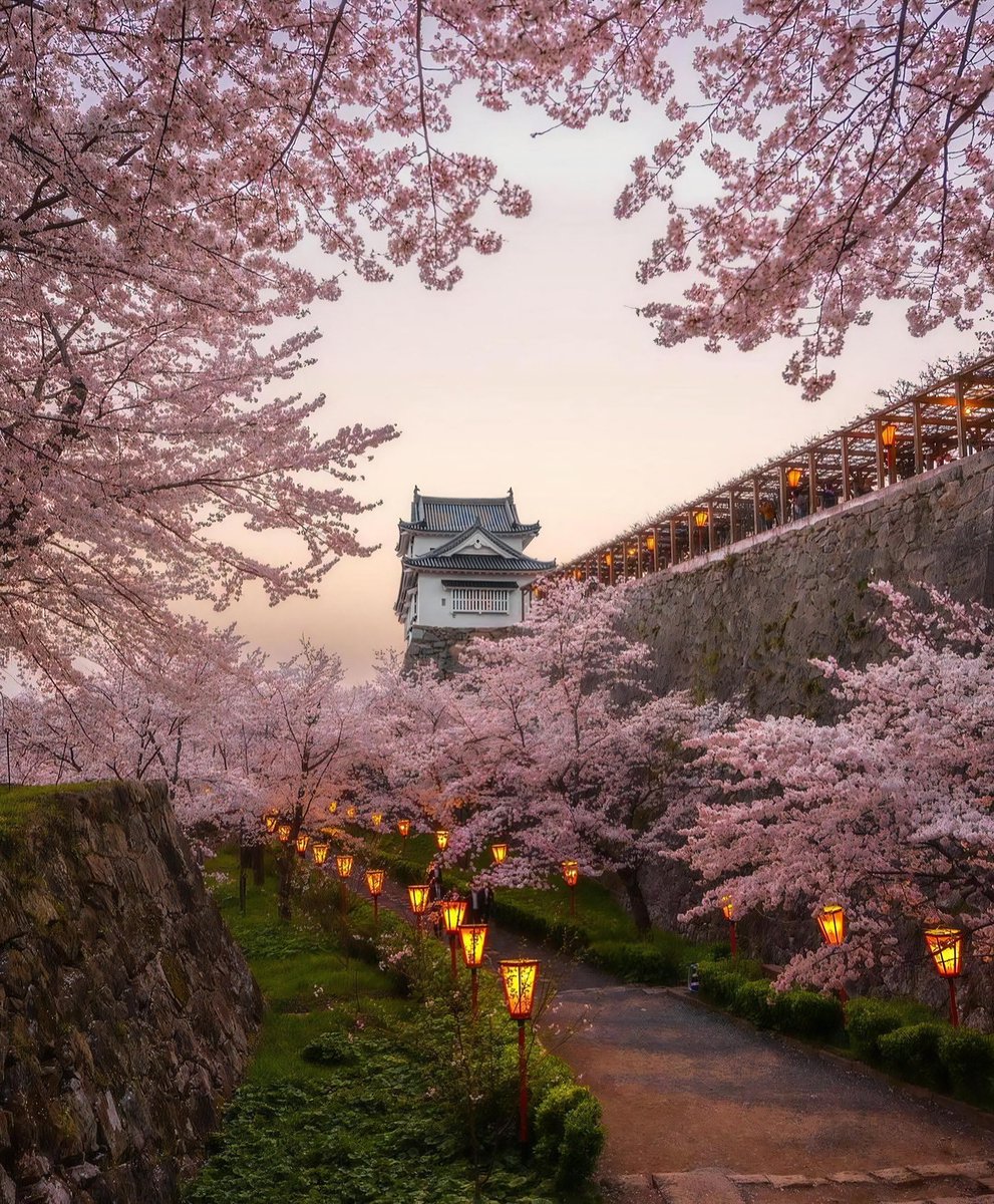 Beautiful spring day 🌸🎌 Embrace the blooming cherry blossoms and vibrant colors of Japan in springtime. #SpringDay #CherryBlossoms #JapanTravel #ExploreJapan #SakuraSeason #NatureBeauty #TravelGoals #SpringtimeInJapan #FloralMagic #ExploreMore
