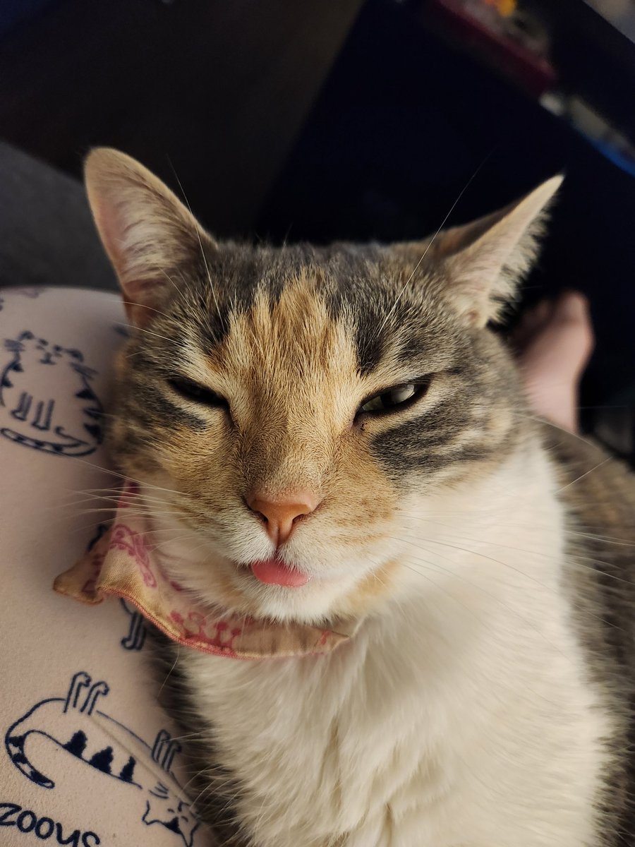 cmcewen_4's tweet photo. @weirdlilguys Another happy blep https://t.co/fOAHX42teh