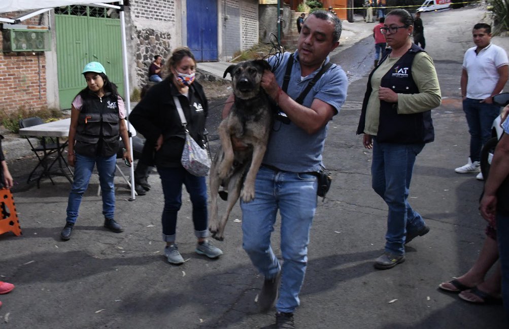 Buenas noticias‼️ Hoy localizamos otro perrito🐕que sufrió algunas heridas por la explosión de ayer en Ampliación Miguel Hidalgo 3ra sección. ⚠️Ya se encuentra resguardado y atendido por personal de la clínica veterinaria de Tlalpan.