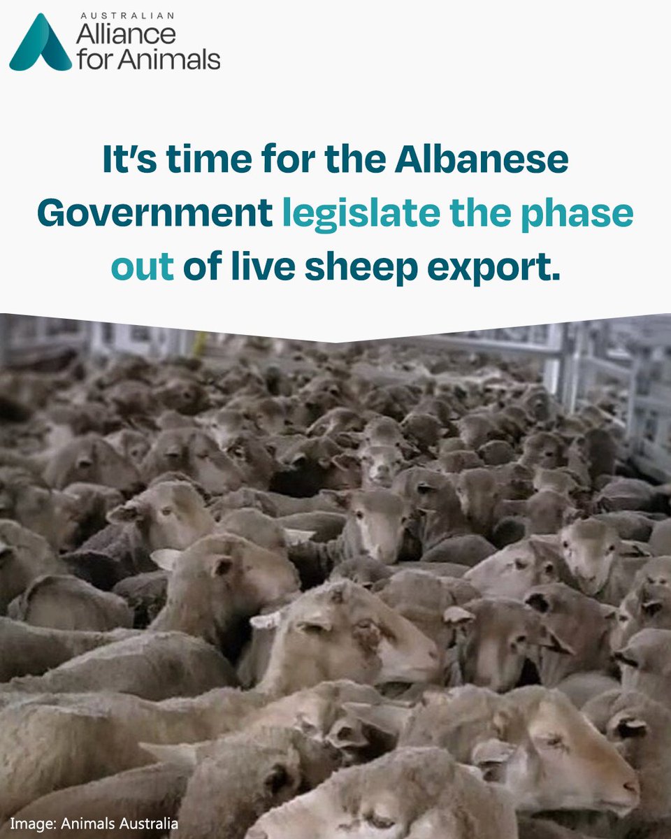 We’ve sent a joint letter with Australia's leading animal welfare groups to the Albanese Government calling for the phase-out of live sheep exports to be included in the upcoming Federal Budget. Australians are waiting, @AlboMP. Legislate the end date. allianceforanimals.org.au/ourwork/open-l…