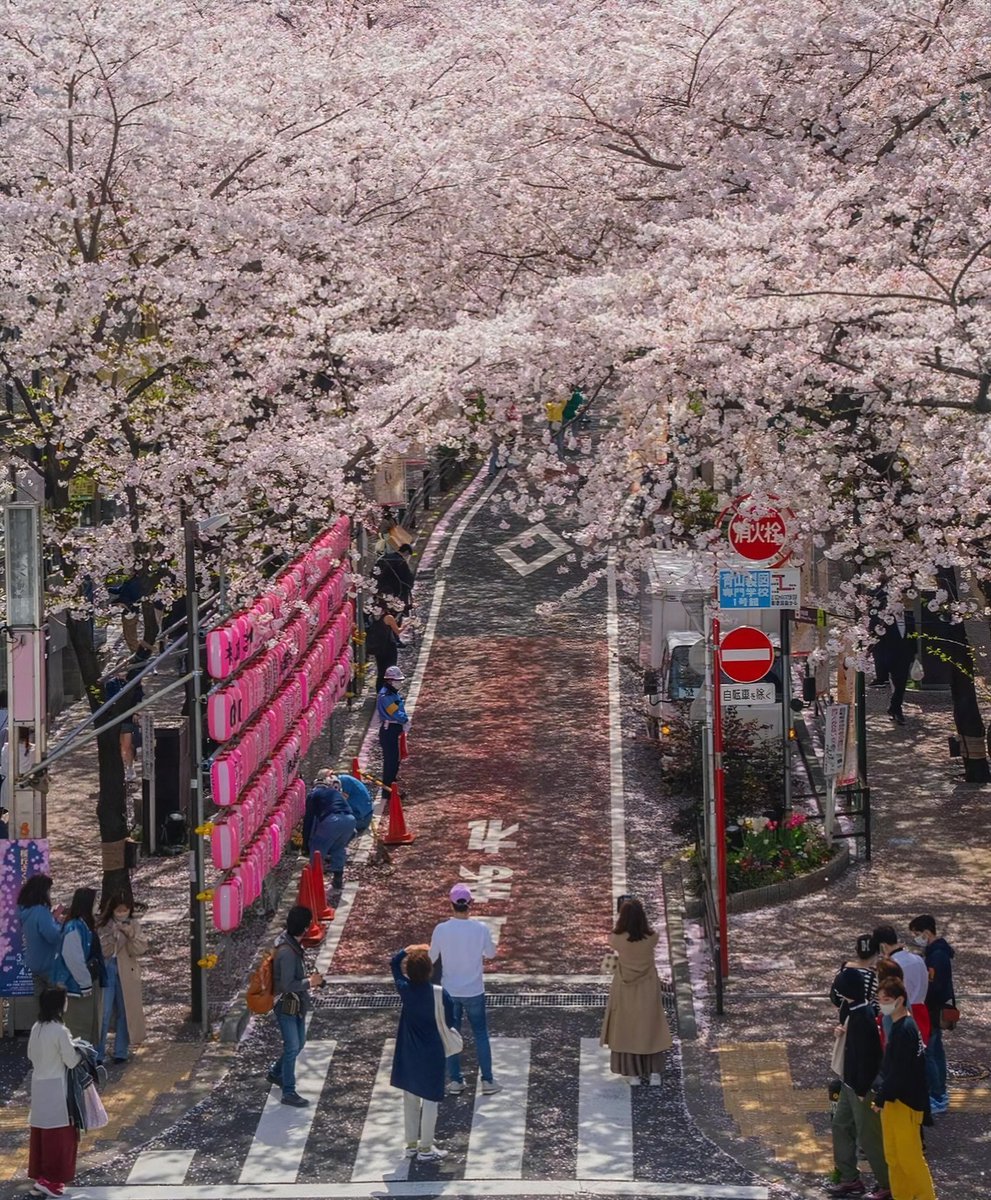 Tokyo during cherry blossom season 🌸🎌 Experience the enchanting beauty of sakura in Japan's bustling capital. #Tokyo #CherryBlossomSeason #SakuraViews #JapanTravel #ExploreTokyo #SpringSplendor #TravelGoals #FloralMagic #CityOfSakura #ExploreMore