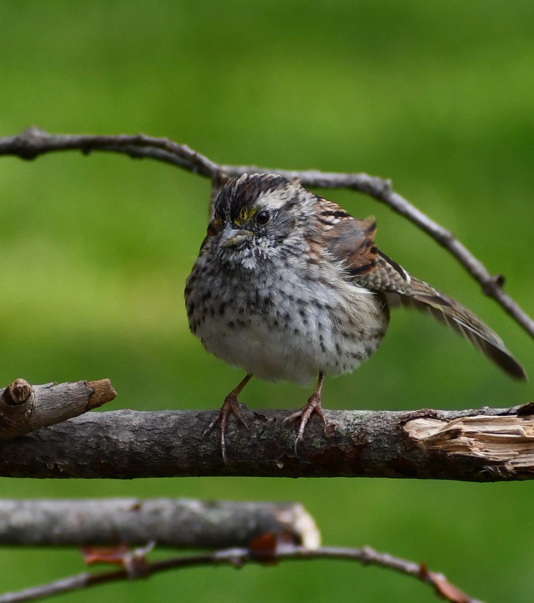 White-throated Sparrow stretching wing
#birdphotography