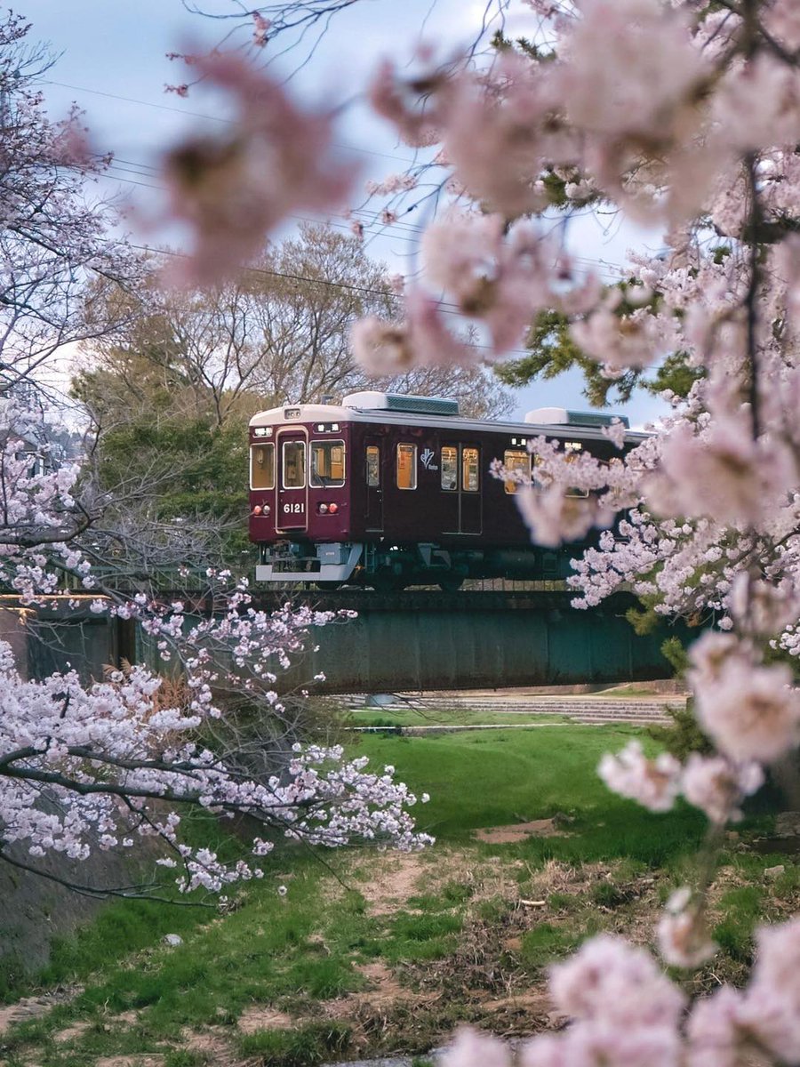 The land of Sakura 🌸✨ Immerse yourself in the beauty of Japan's iconic cherry blossoms. #SakuraLand #CherryBlossoms #JapanTravel #ExploreJapan #SakuraSeason #NatureBeauty #TravelGoals #FloralMagic #ExploreMore #BucketListDestination