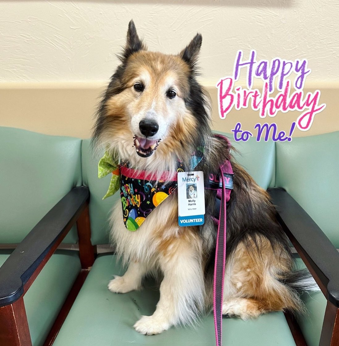 ```Happy birthday to ME! I’m 11 years old today! Celebrating at my favorite hospital. Think I deserve extra treats? #mollygirltherapydog```