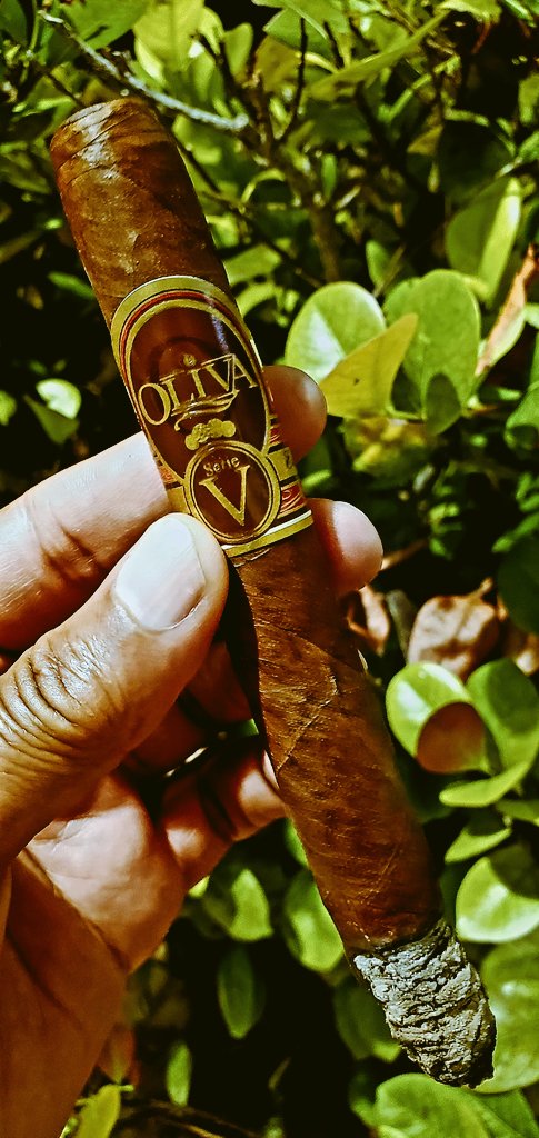 #Nowsmoking #HumpDay treat @OlivaCigar Diadema 7'X49. W: Ecuadorian Sumatra B & F: Nicaragua #lotl #botl #sotl