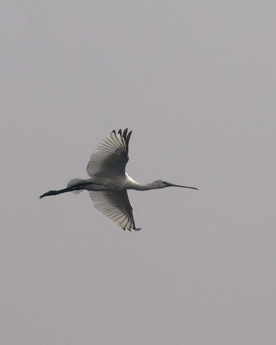 Eurasian Spoonbill
Dhanauri Wetlands, India

#birds_captures #planetbirds #birdfreaks #your_best_birds #birds_nature #birds

@NatGeo @Discovery @AnimalPlanet @BBCEarth @miajbirdkartoj @PazyBirds