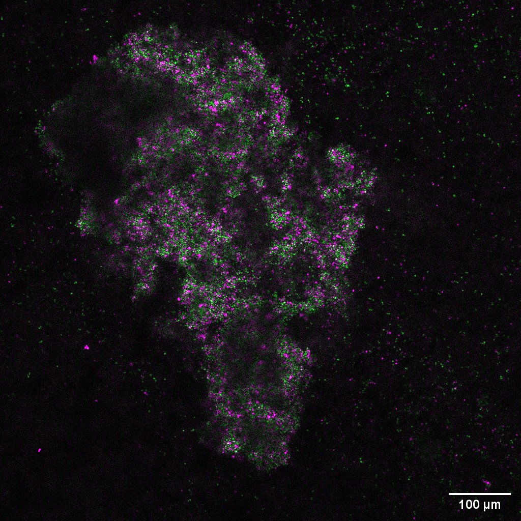 Yeast asteroid, ready to colonize your planet

Pic by @KaylaStoy and Tom Belpaire