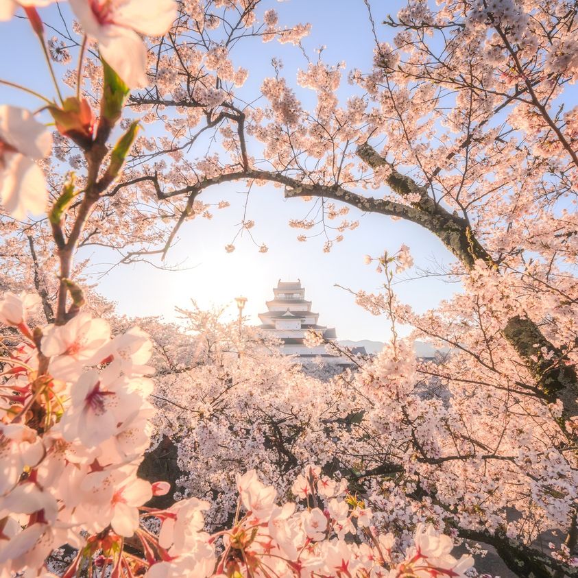 Cherry blossoms at Tsuruga Castle in Aizuwakamatsu, Fukushima Prefecture. 🌸✨ Immerse yourself in the beauty of sakura season in northern Japan. #TsurugaCastle #CherryBlossoms #Fukushima #JapanTravel #ExploreFukushima #SakuraSeason #NatureBeauty #TravelGoals #ScenicJapan