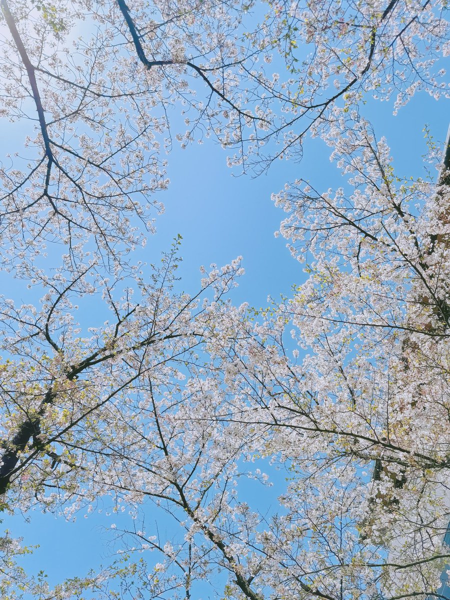 Yin2901's tweet photo. 🌸📸
📍🇯🇵Kyoto
#japan #Japan 
#JapanTravel 
#Kyoto #Kyototrip #cherryblossoms 
#Peace #peaceful 
#photograghy 
#spring https://t.co/CvnXNDO6N8