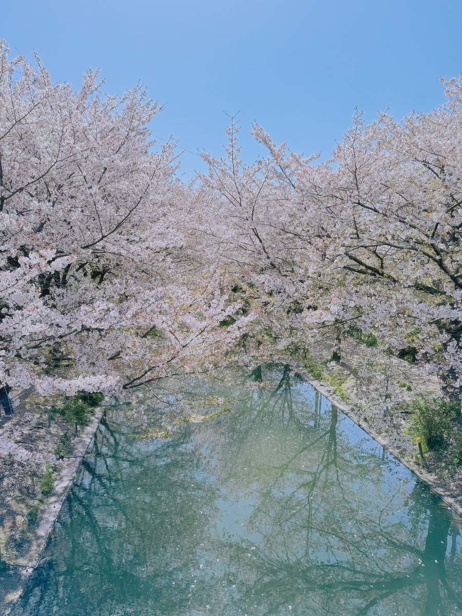 Yin2901's tweet photo. 🌸📸
📍🇯🇵Kyoto
#japan #Japan 
#JapanTravel 
#Kyoto #Kyototrip #cherryblossoms 
#Peace #peaceful 
#photograghy 
#spring https://t.co/CvnXNDO6N8